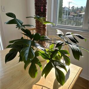 Philodendron Florida